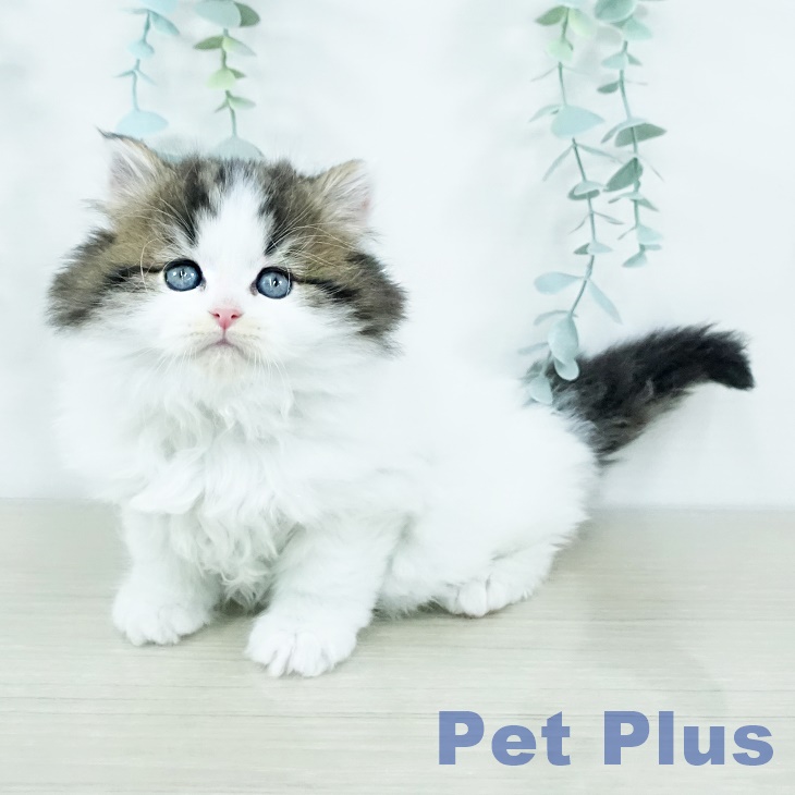 スコティッシュフォールド