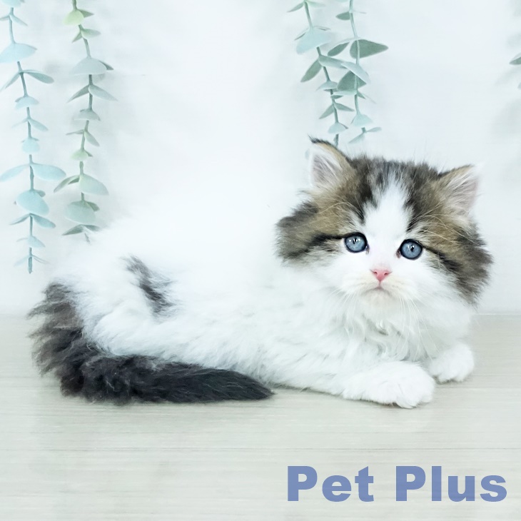 スコティッシュフォールド