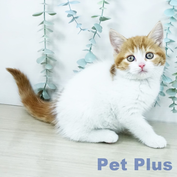 スコティッシュフォールド