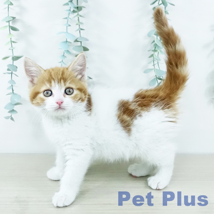 スコティッシュフォールドの写真2