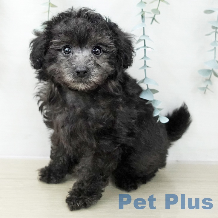 トイ・プードル