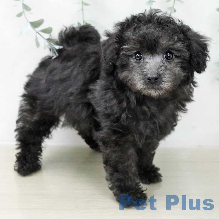 トイ・プードルの写真2