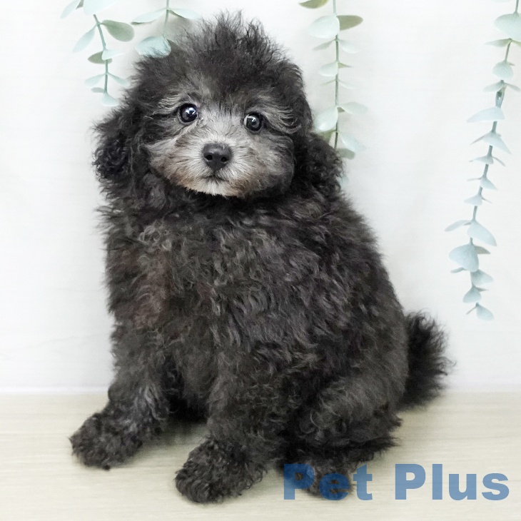 トイ・プードル