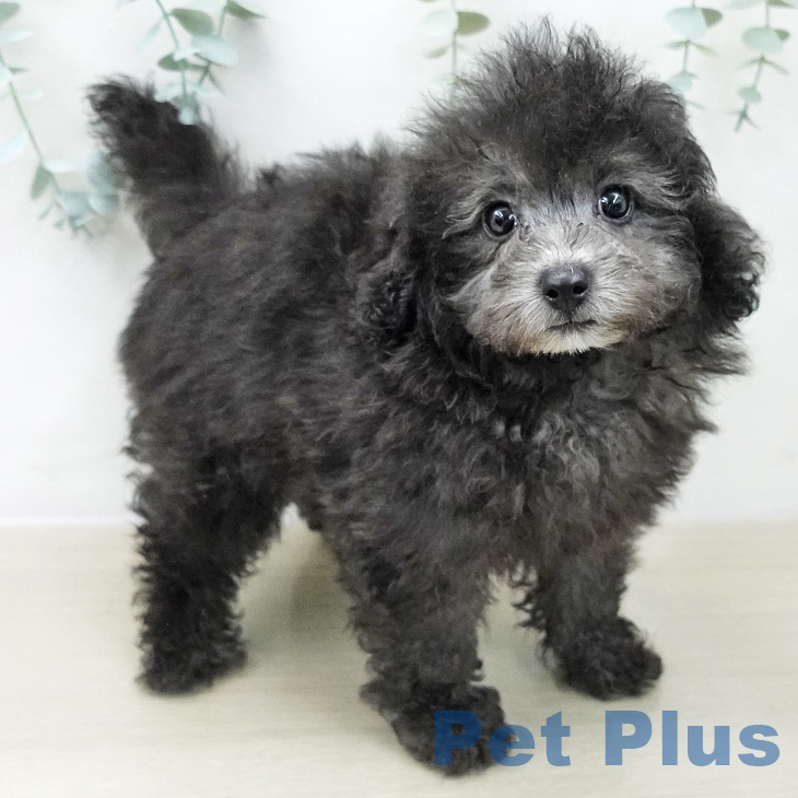 トイ・プードル