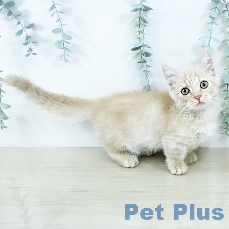 マンチカンの写真2