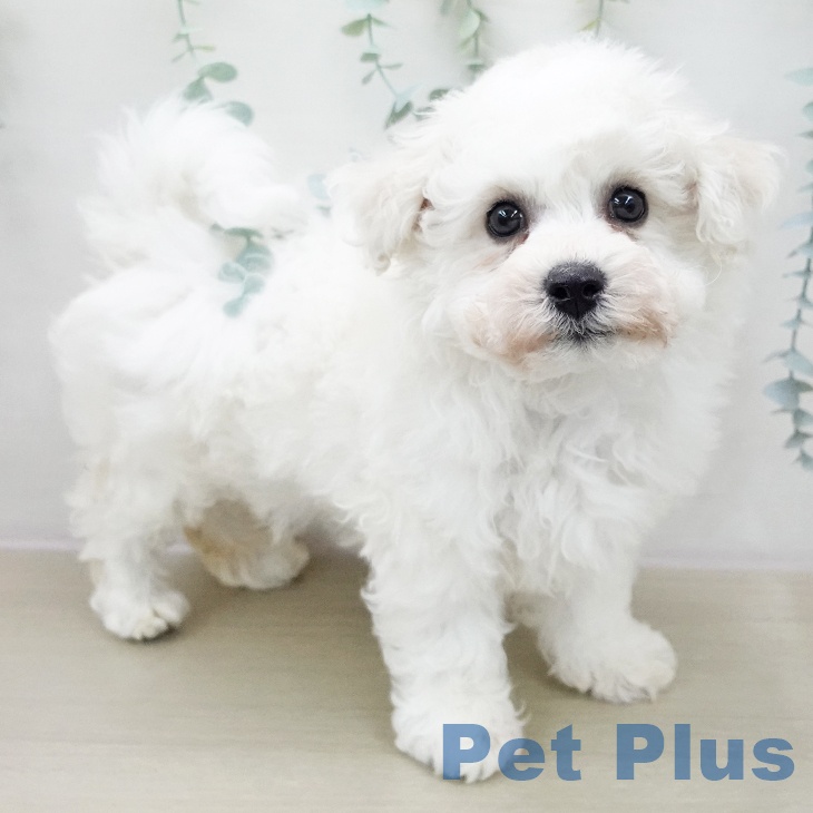 ビション・フリーゼの写真2