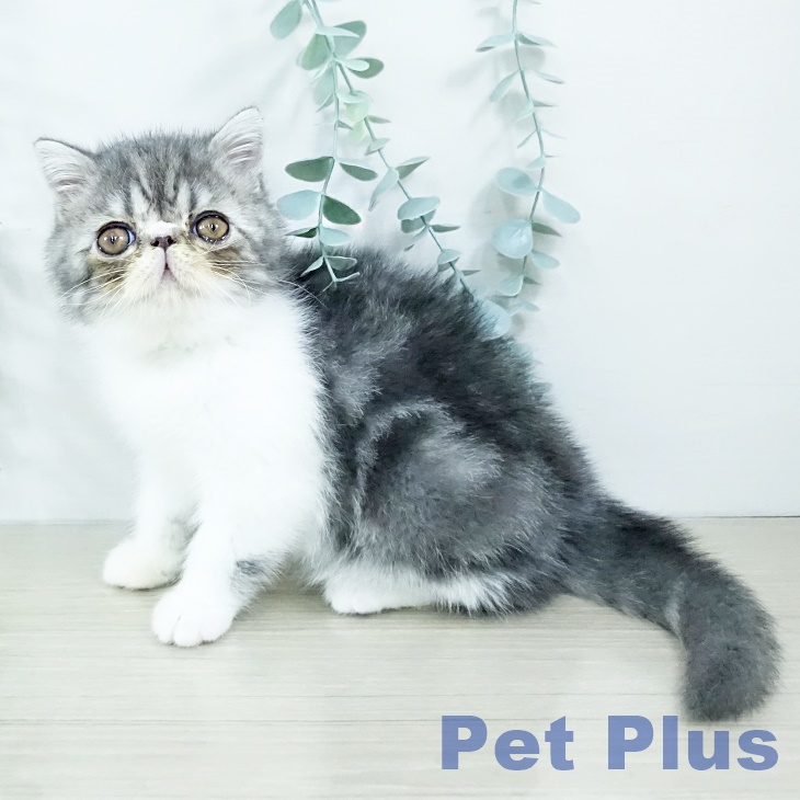 エキゾチックの写真2