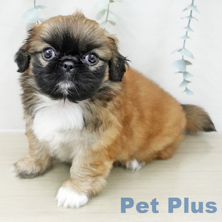 ペキニーズの写真2