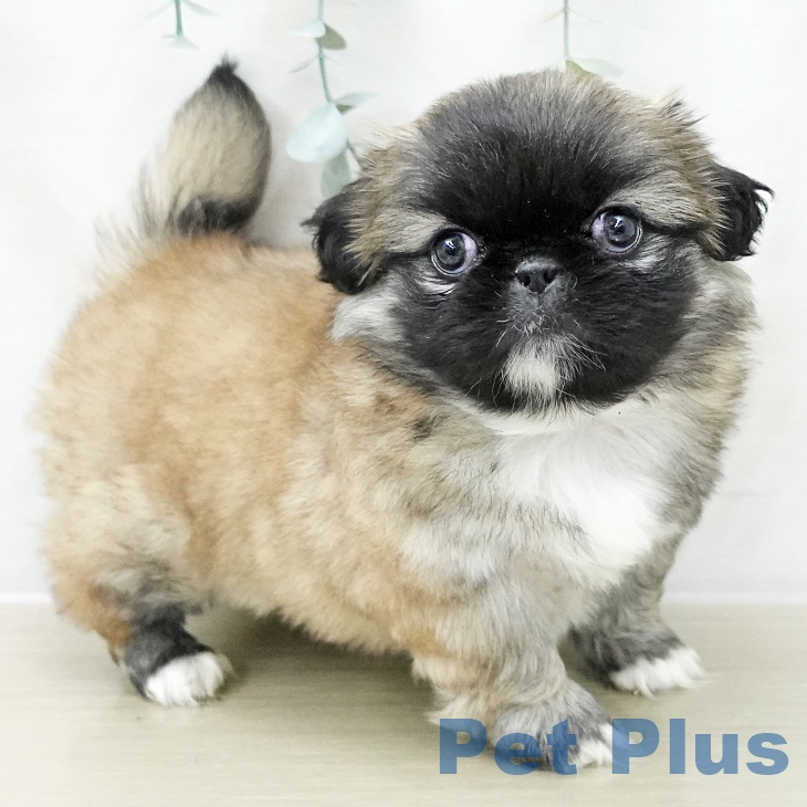 ペキニーズの写真2