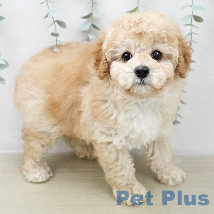 トイ・プードル