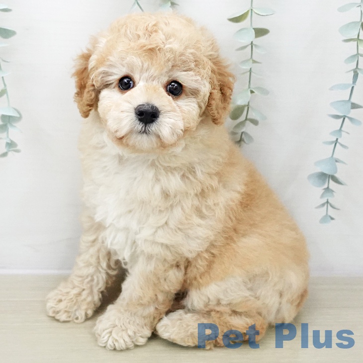 トイ・プードル