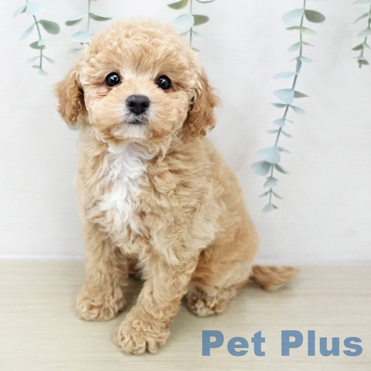 トイ・プードル