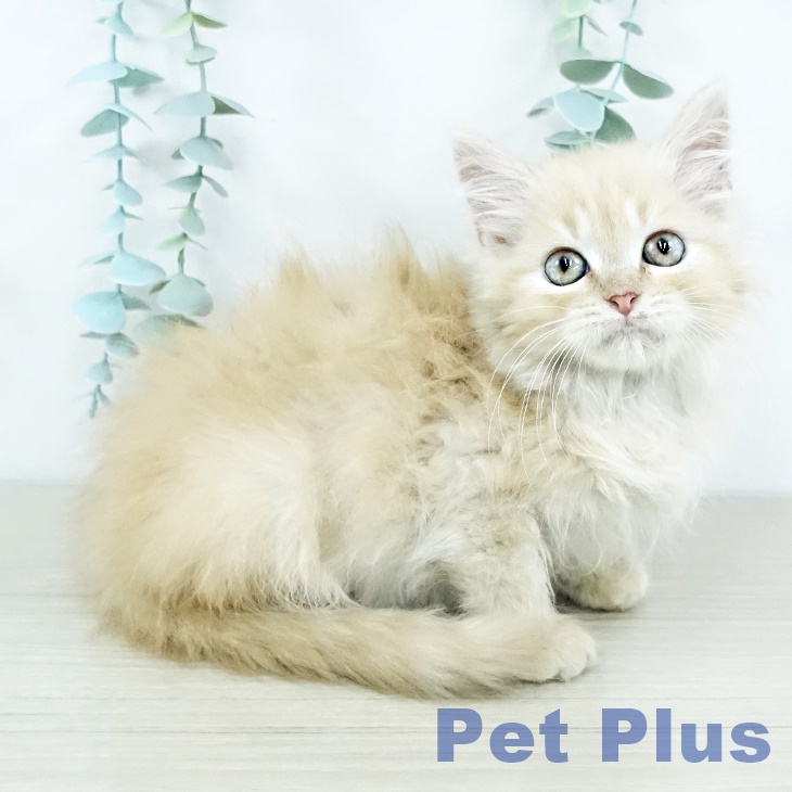 マンチカンの写真2