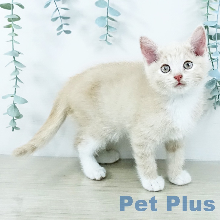 マンチカンの写真2