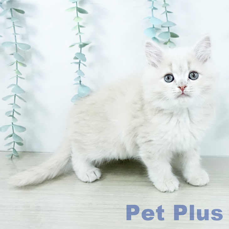 サイベリアンの写真2