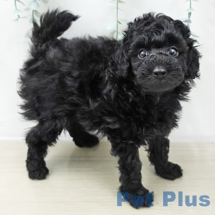 トイ・プードル