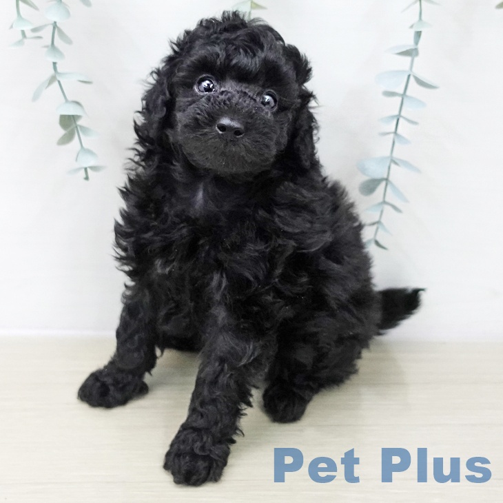 トイ・プードルの写真2