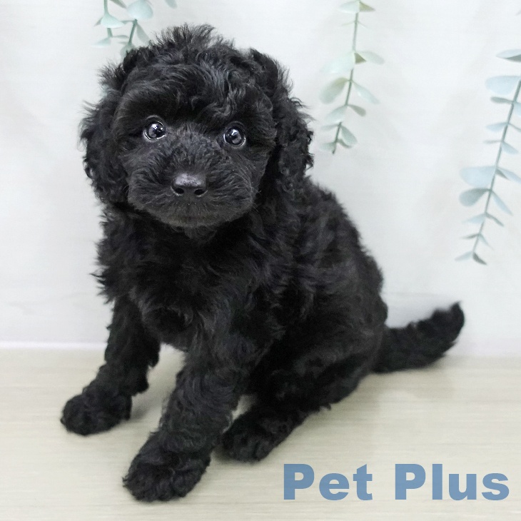 トイ・プードル