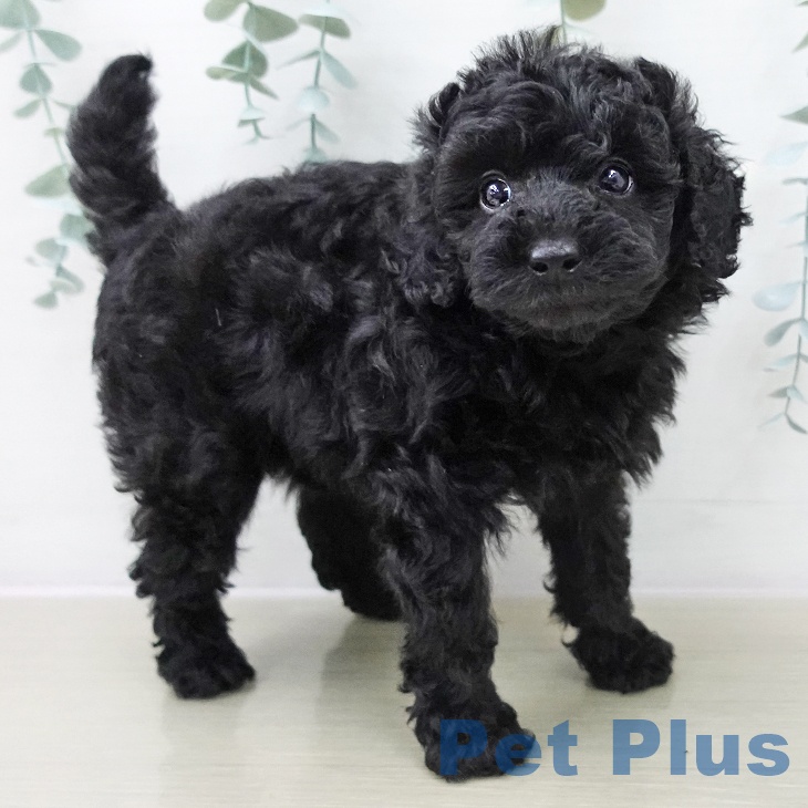 トイ・プードル