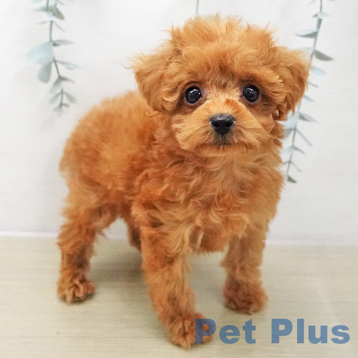 トイ・プードル