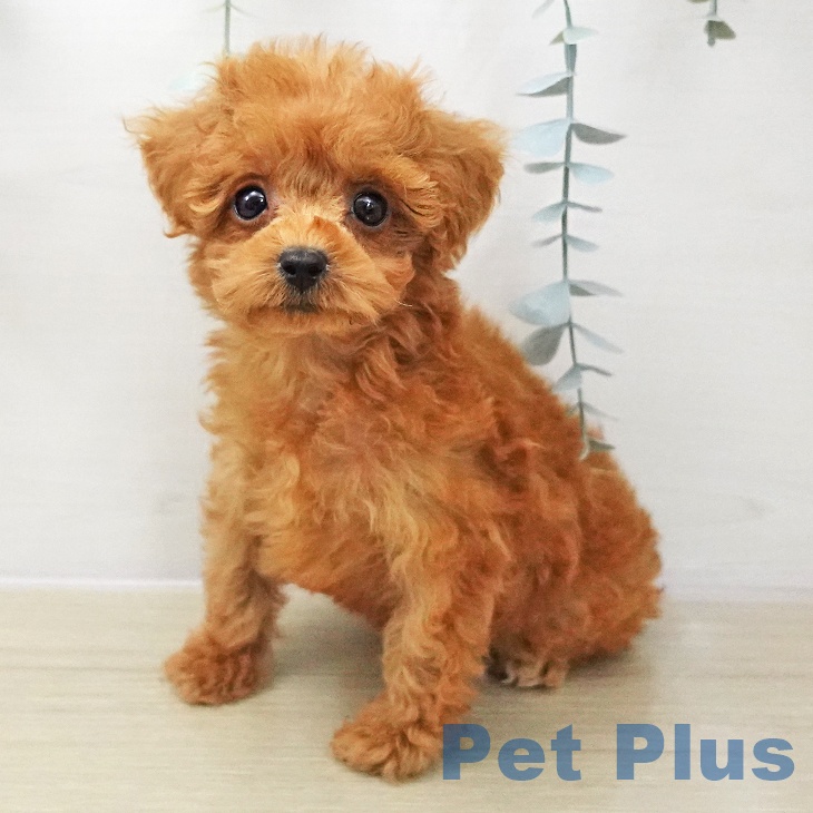 トイ・プードルの写真2