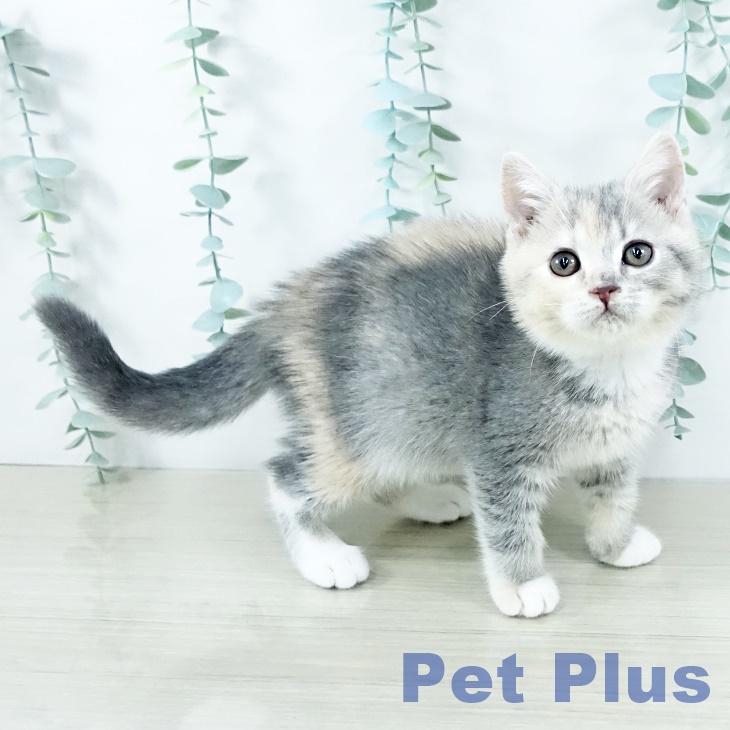 スコティッシュフォールド