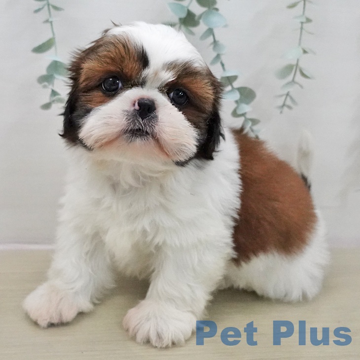 シー・ズーの写真2