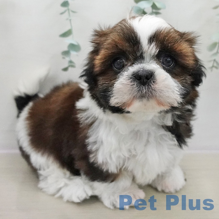 シー・ズーの写真2