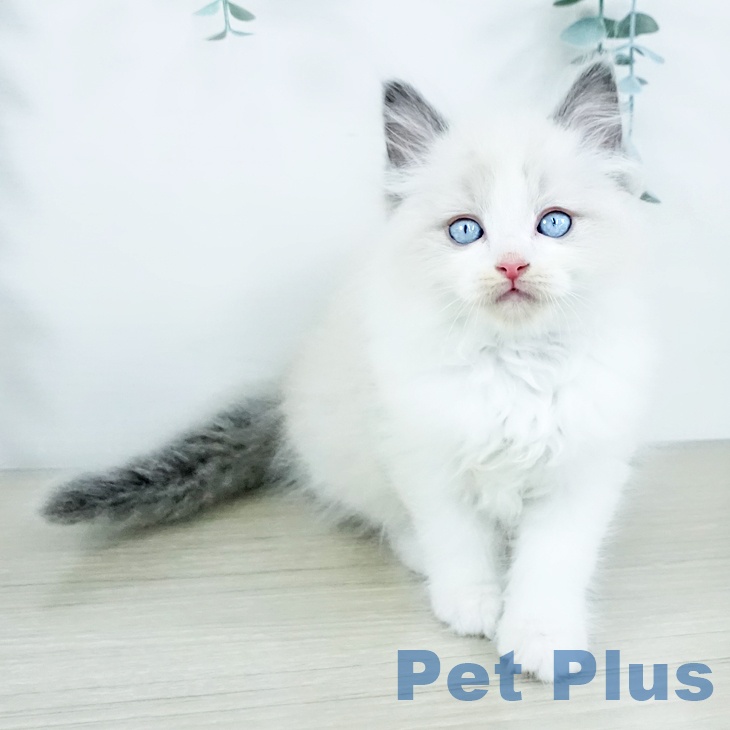 ラグドールの写真2