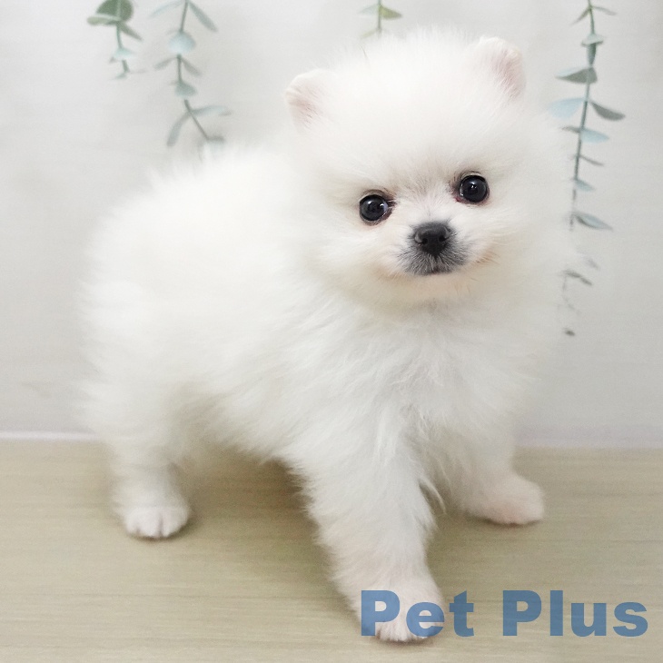 ポメラニアンの写真2