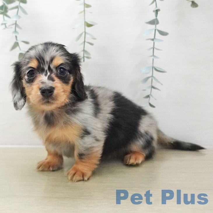 ミニチュア・ダックスフンド