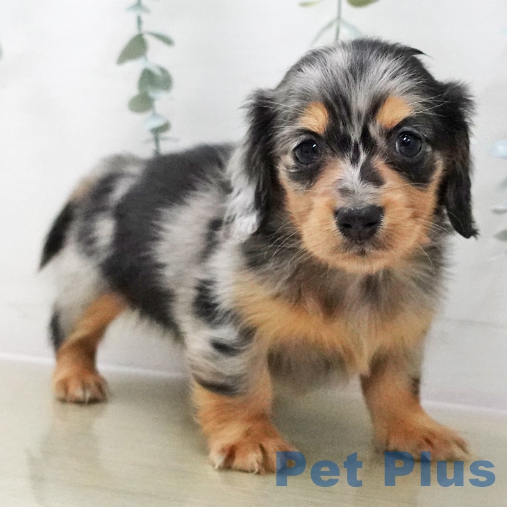 ミニチュア・ダックスフンドの写真2