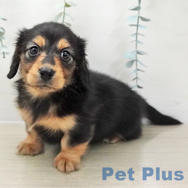 ミニチュア・ダックスフンド