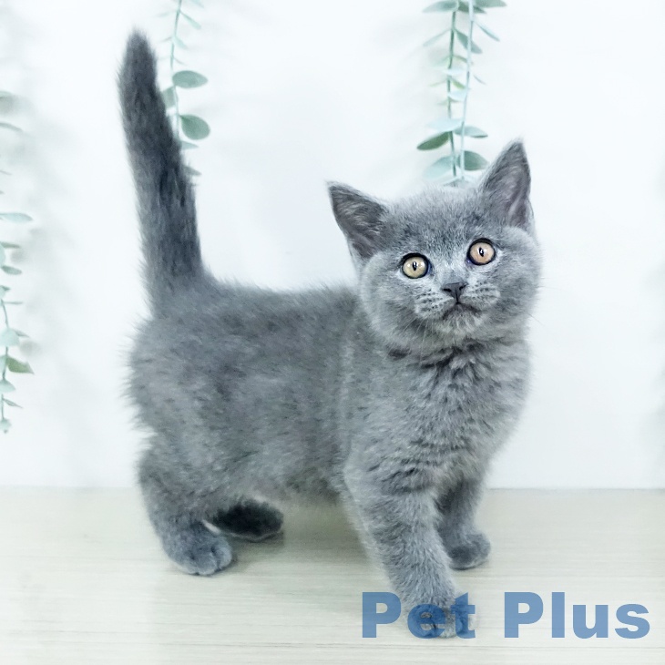 ブリティッシュショートヘア