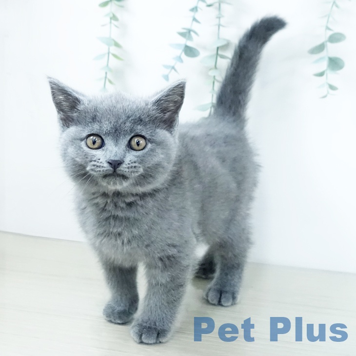 ブリティッシュショートヘアの写真2