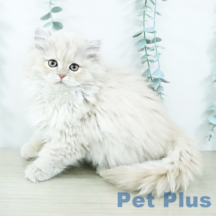 ミヌエットの写真2