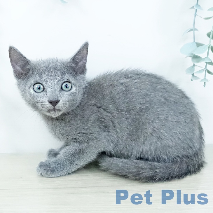 ロシアンブルー