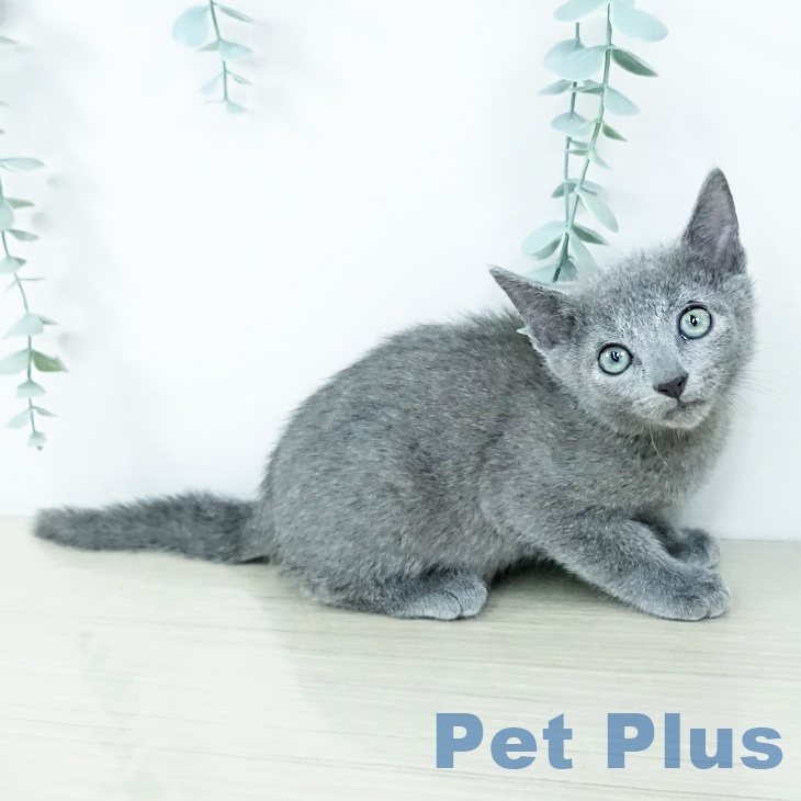 ロシアンブルーの写真2