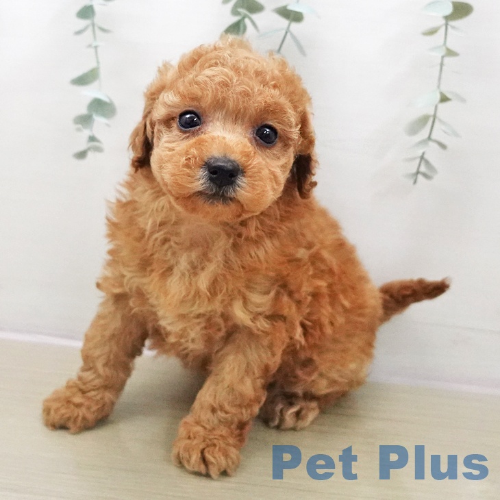 トイ・プードル