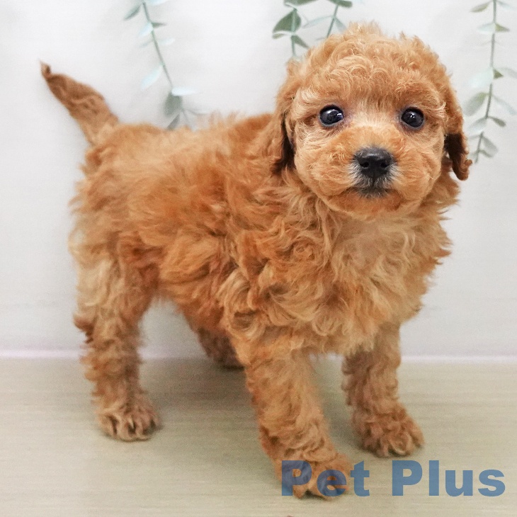 トイ・プードルの写真2