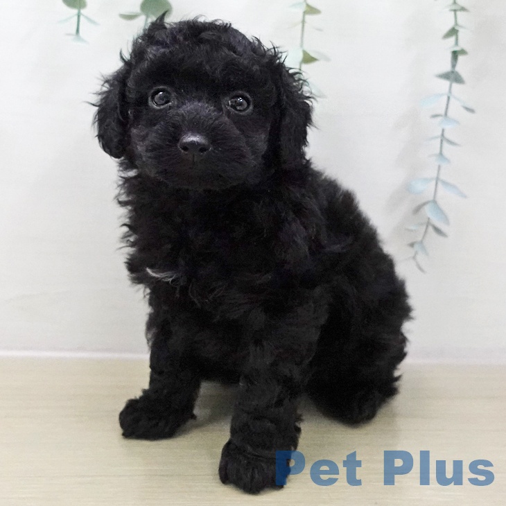 トイ・プードル