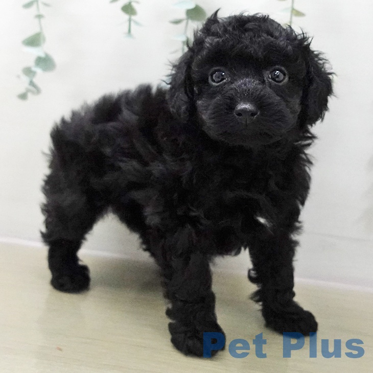 トイ・プードルの写真2