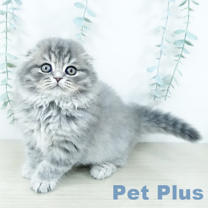 スコティッシュフォールド