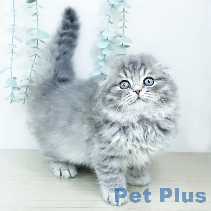 スコティッシュフォールドの写真2