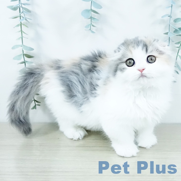 スコティッシュフォールド