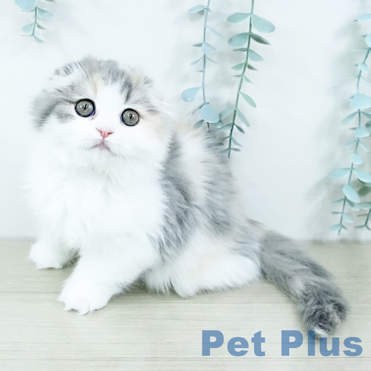 スコティッシュフォールドの写真2