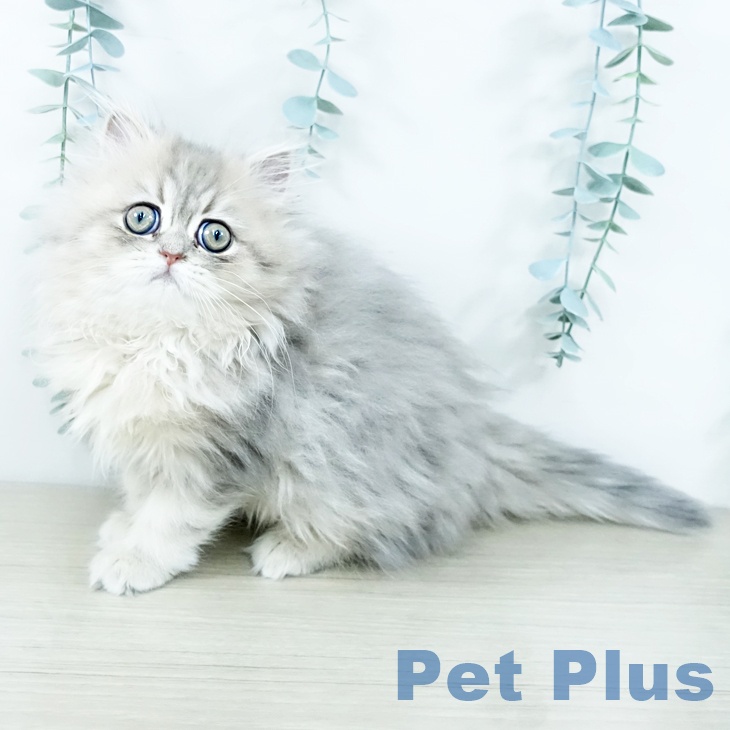 ペルシャの写真2