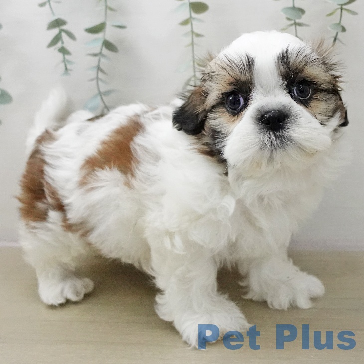 シー・ズーの写真2