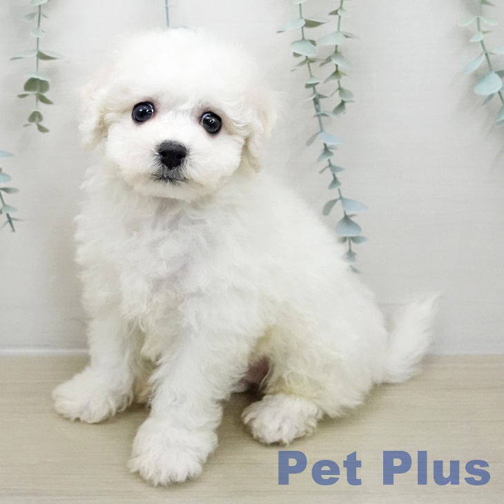 ビション・フリーゼ