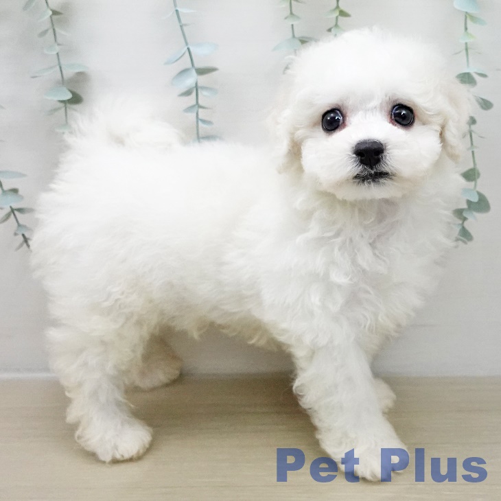 ビション・フリーゼの写真2